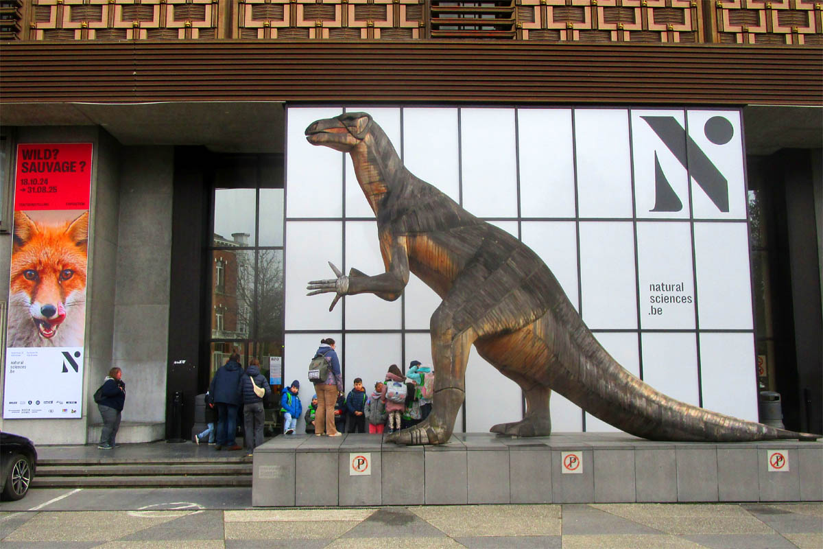 Museum of Nature Sciences Bruxelles