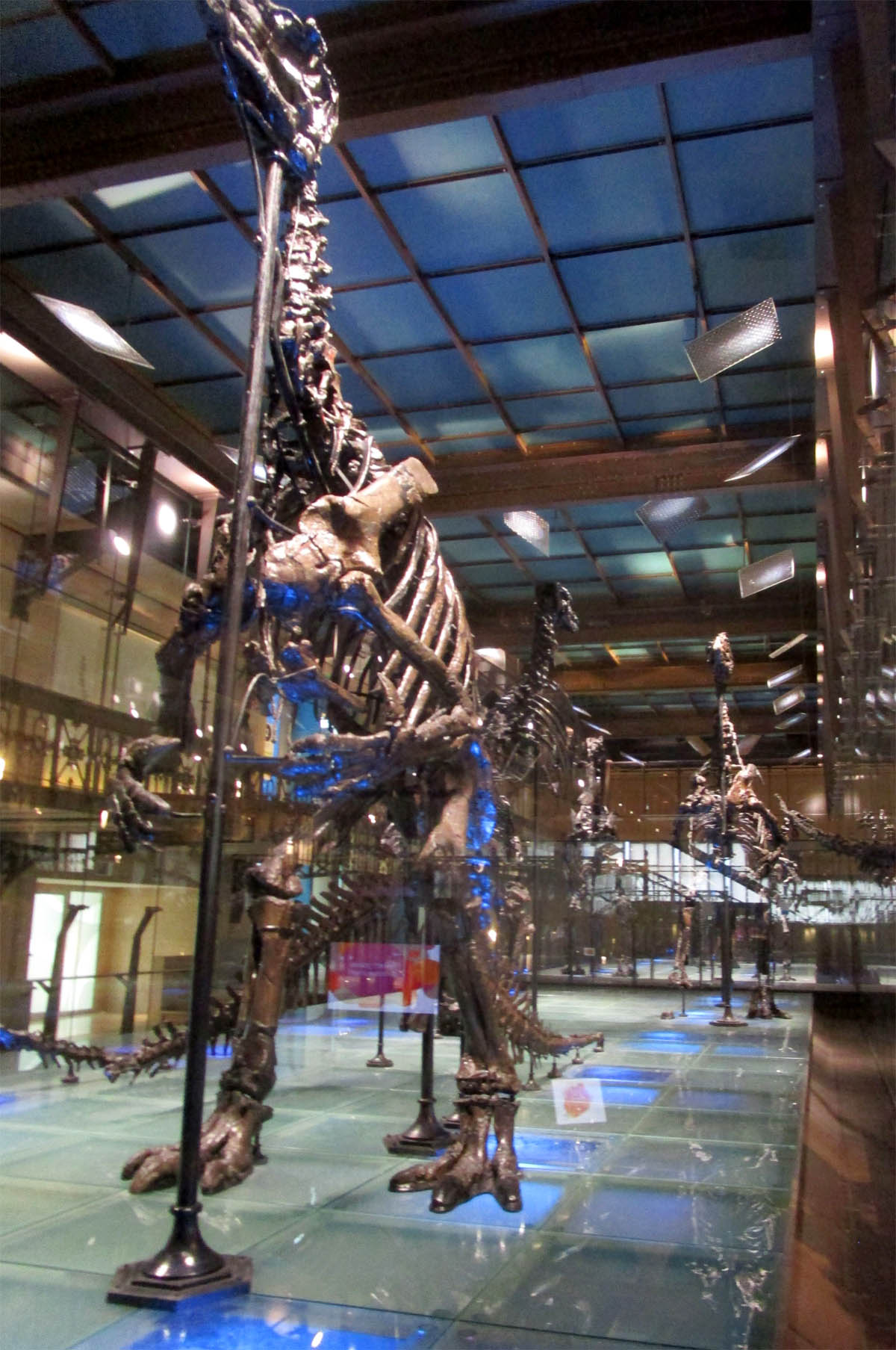 Herd of Iguanodont dinosaurs from Bernissart
