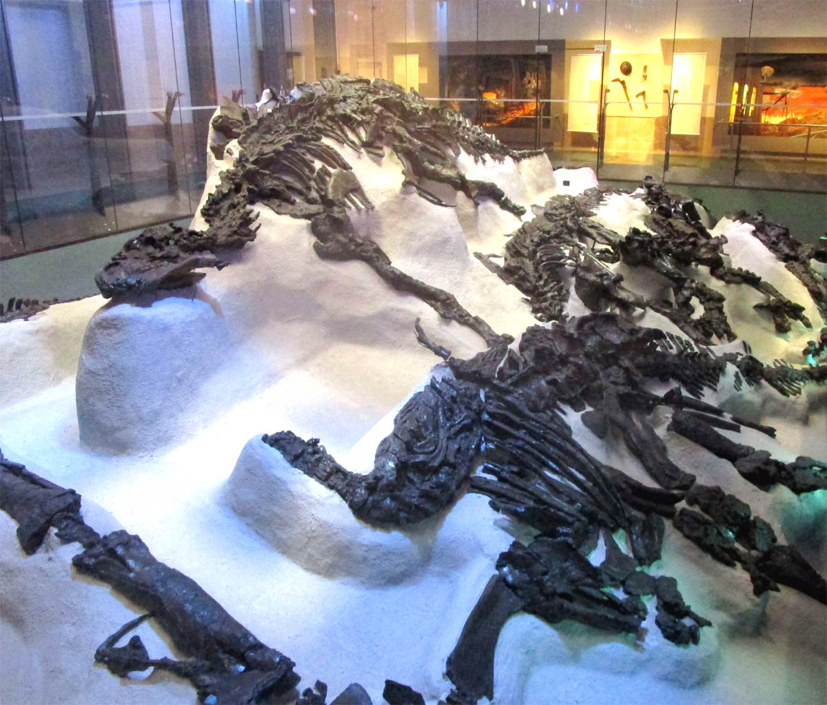 Herd of Iguanodont dinosaurs from Bernissart, in situ situation